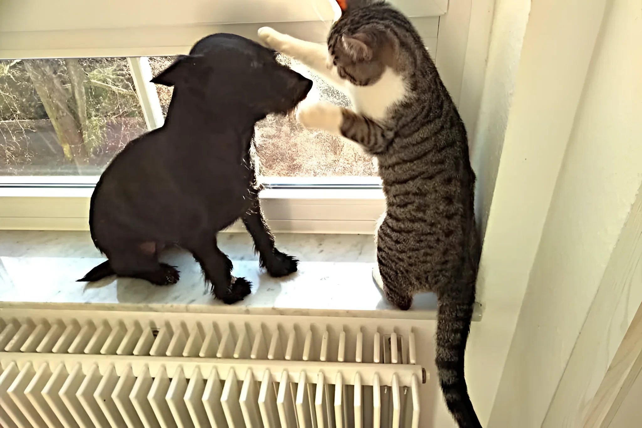 Hund 🐶 und Katze 🐱 spielen am Fensterbrett, genießen die Sonne und die Aussicht.