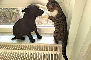 Hund 🐶 und Katze 🐱 spielen am Fensterbrett, genießen die Sonne und die Aussicht.